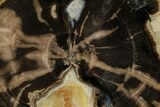 Polished Petrified Wood Limb (Schinoxylon) End-Cut - Wyoming #184830-1